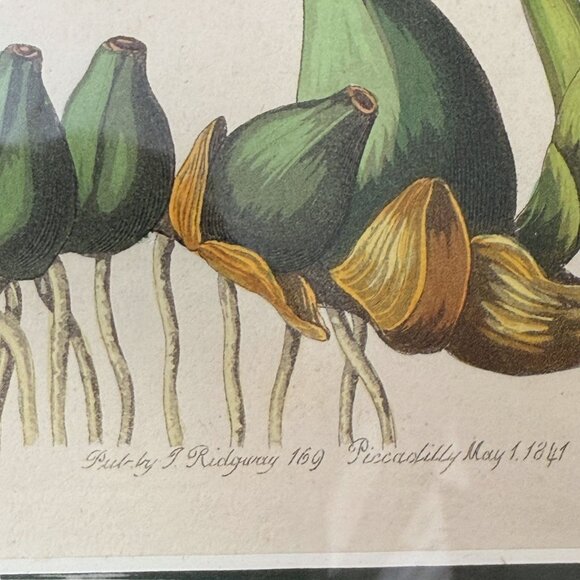 Framed Botanical Print Vintage Art Print 12.25" High White Flower - Picture 9 of 15